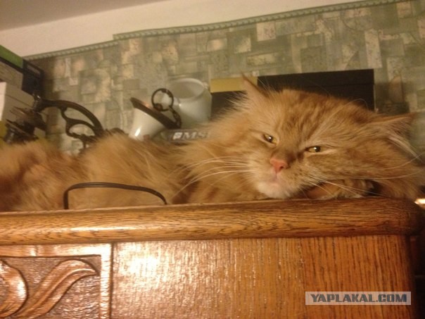 Котовторник 30.04.2013
