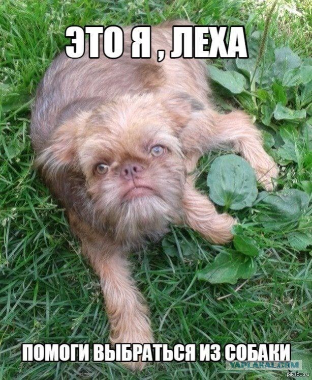 КотоНечто