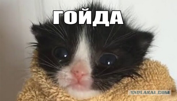 В России начали массово аннулировать электронные ПТС