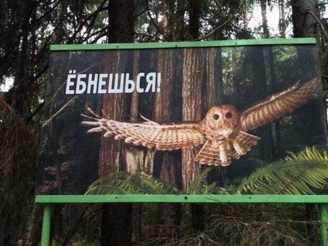 Нуштош. Имаджинирование умственного гуся (s5e5)