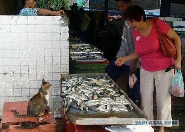 Весёлые картинки. Разбавим будни