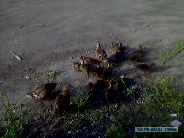 Боевые утки., Утки защитили потомство. Порадовало.