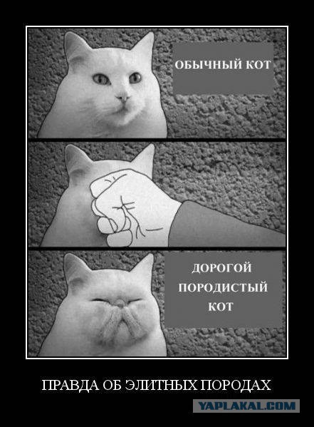 Котовторник 27.5.2014