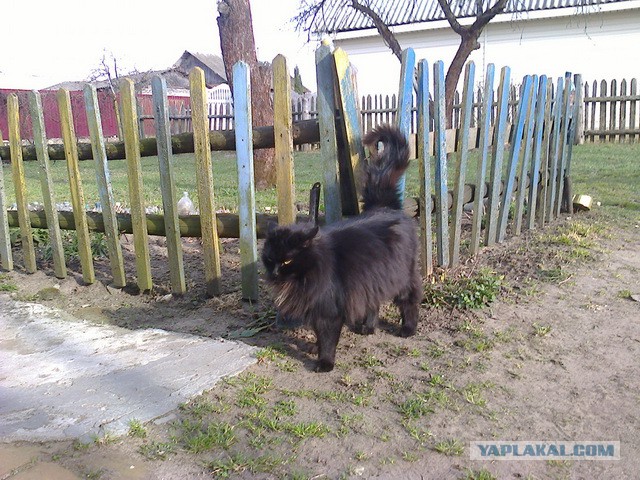 Котовторник 11.11.2014