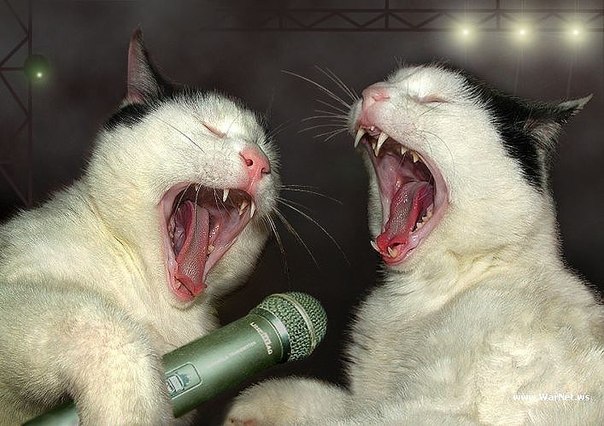 Котэподборка