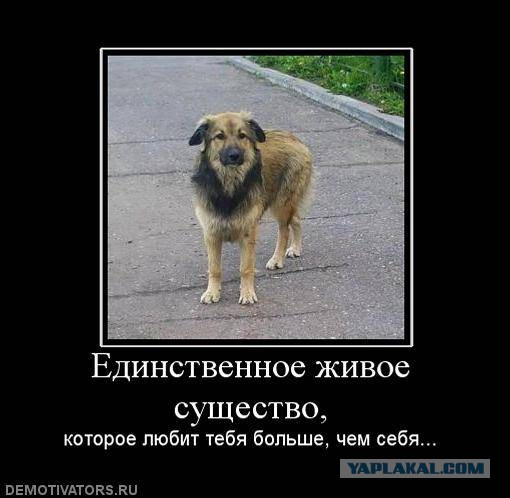 Пёс вернулся домой через 10 лет