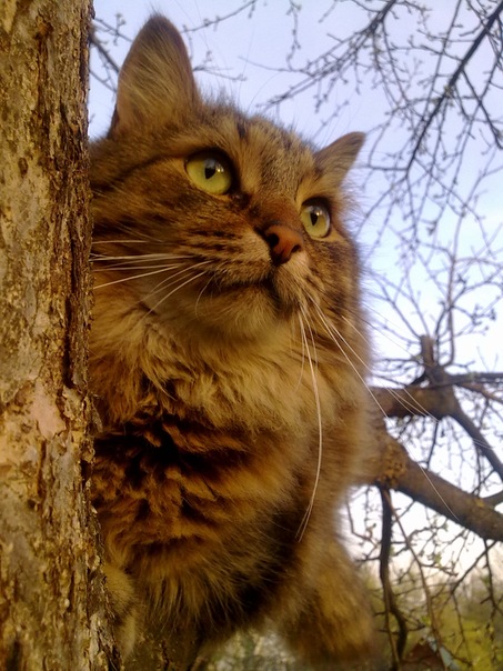 Котовторник  01.03.2016