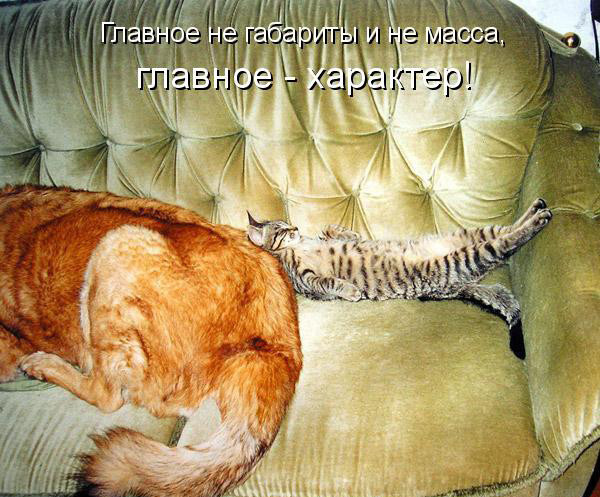 Мой кот, мои правила!