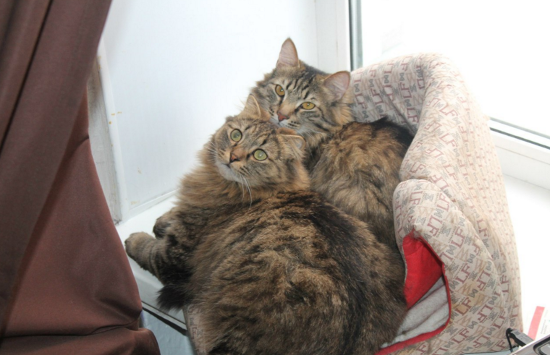 Котовторник 15.03
