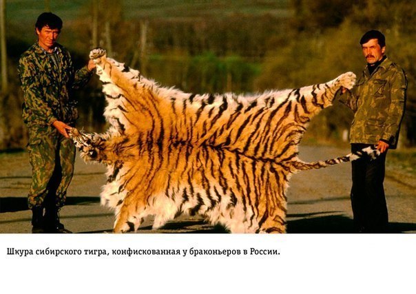 Интересные и веселые картинки