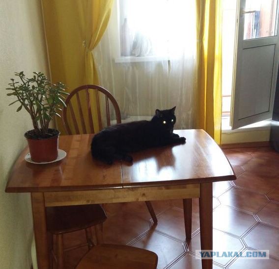 Вот такой новый член семьи. Навеяно котовторником.