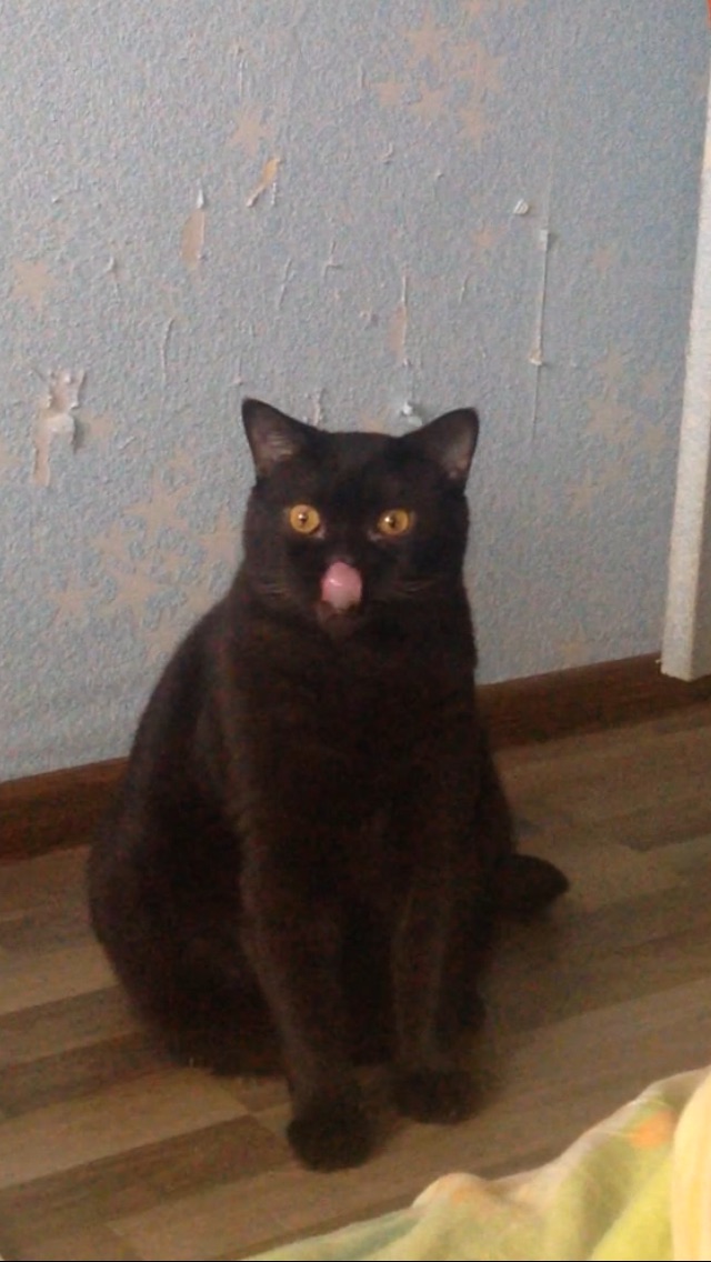 Коты и Кошки