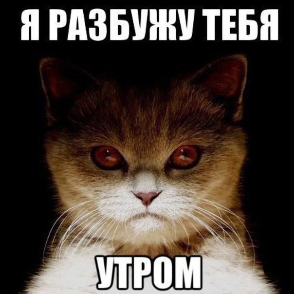 Коты и Кошки