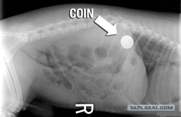 Рентген собак, проглотивших различные предметы