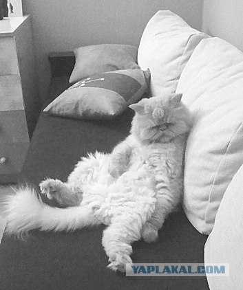 Профессиональный котовторник