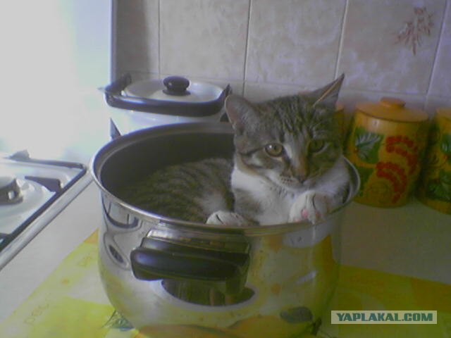 Котовторник так котовторник!