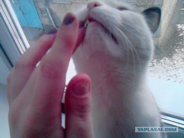 КОТОВТОРНИК (6.03.2012)