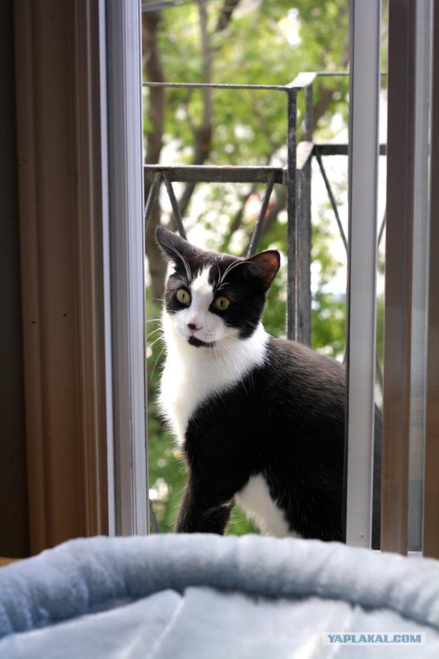Котовторник  16.10.12