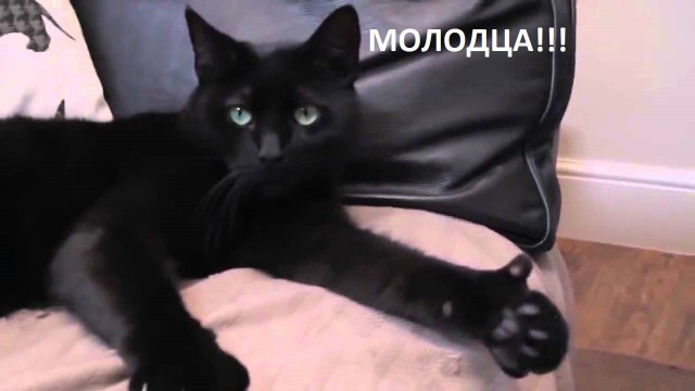 В Подмосковье спасатели вызволили кота, который находился в плену у решётки несколько дней