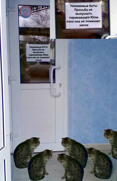 Не впускайте кота в парикхмахерскую)))