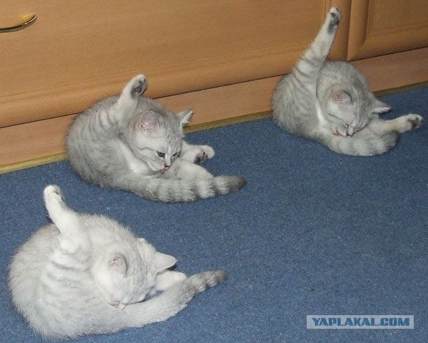 Пародия на подборку с кошками