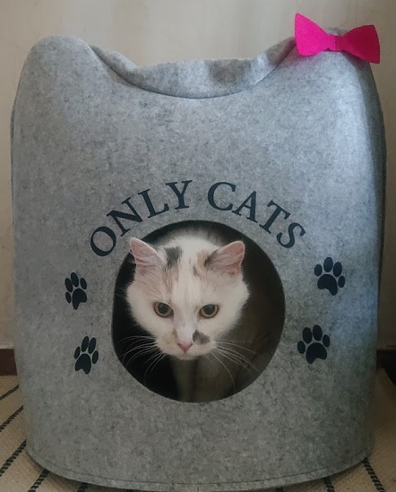 Лето и коты