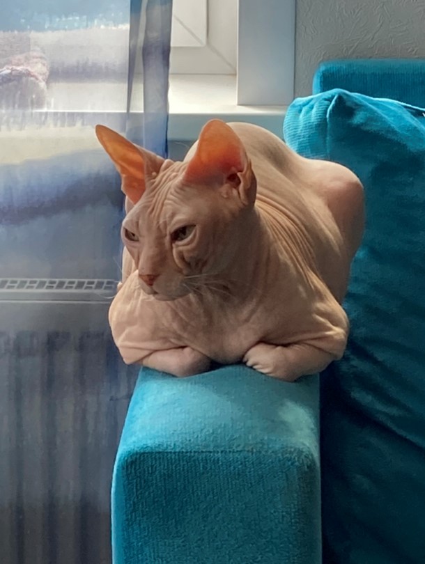 Шерстяной котовторник. Октябрь 2022