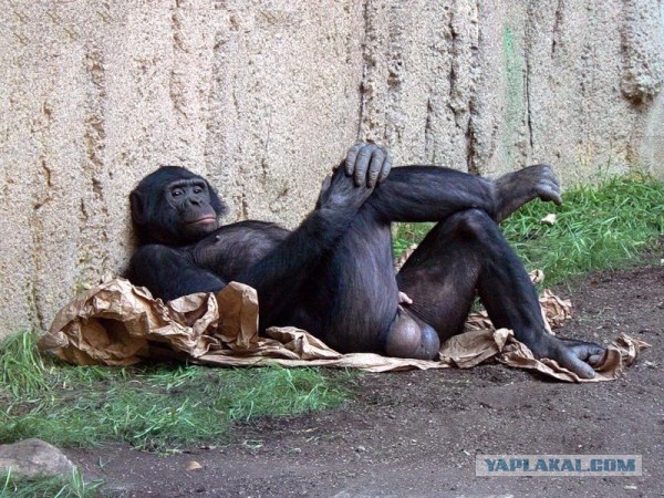 Самые смешные снимки животных за 2012 год