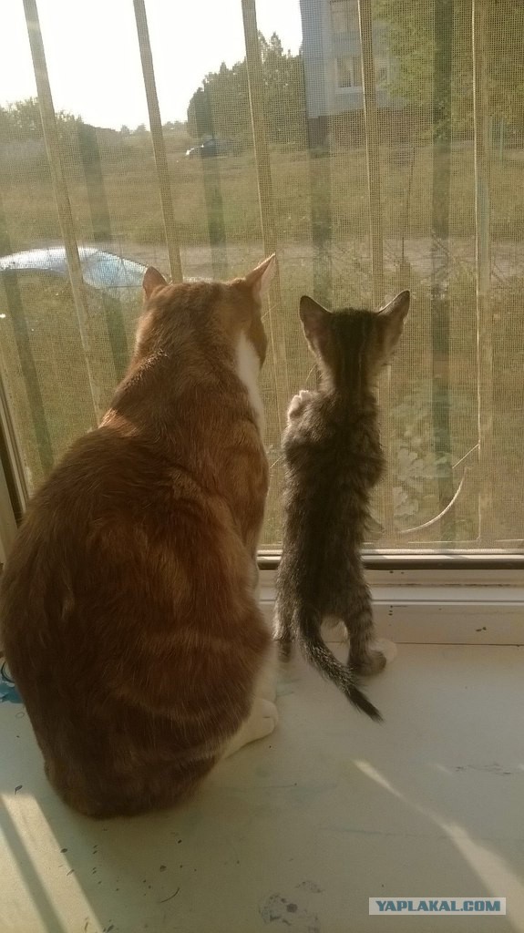 Котовторник наступил!:)