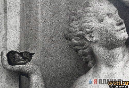 Коты, кошки, котята