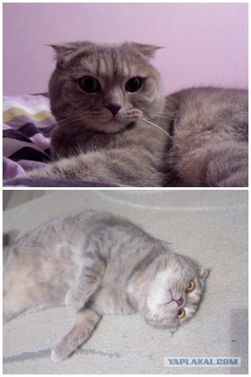 Котовторник 16.02.16