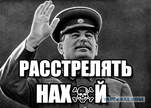 Бездомная собака покусала ребёнка