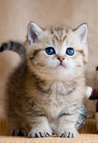 Прикольные животные