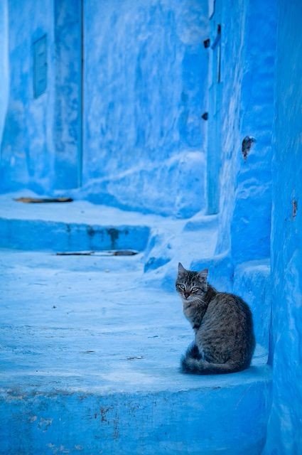 Коты из сети