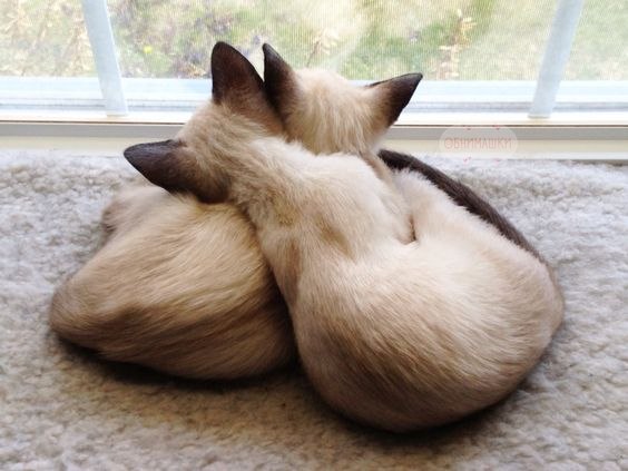 Коты из сети