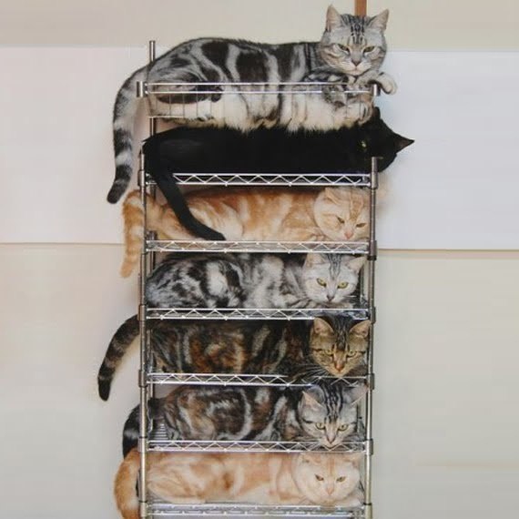 Коты и Кошки