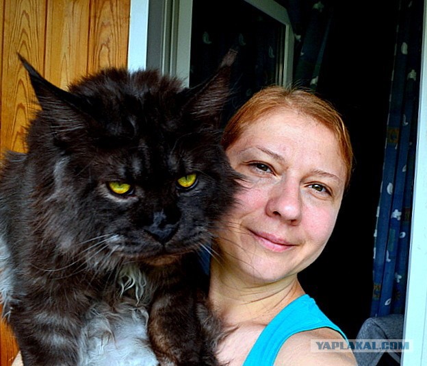 Джокер и его семья