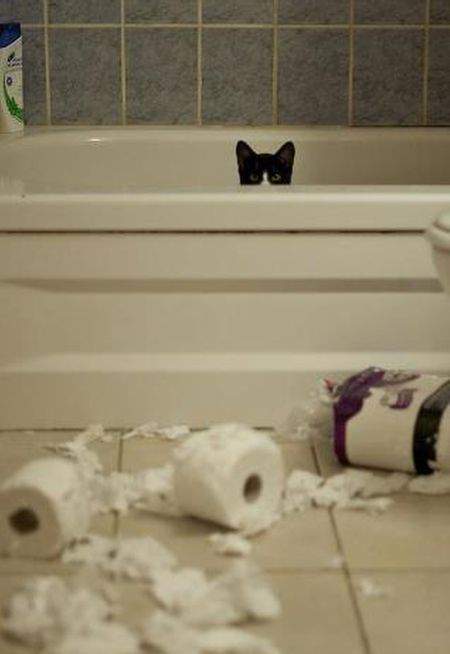 Коты и Кошки