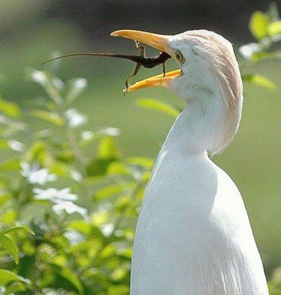 Ням-ням