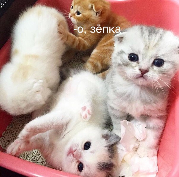 Фотобомбы котов