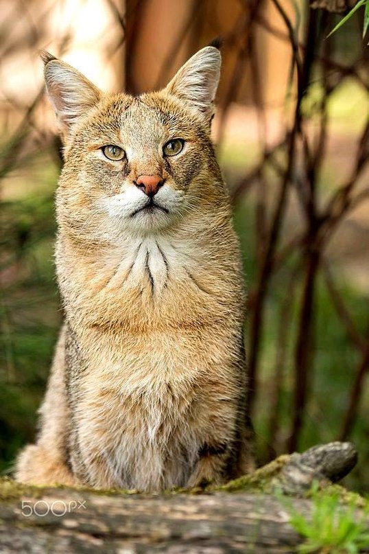Кот без прикрас