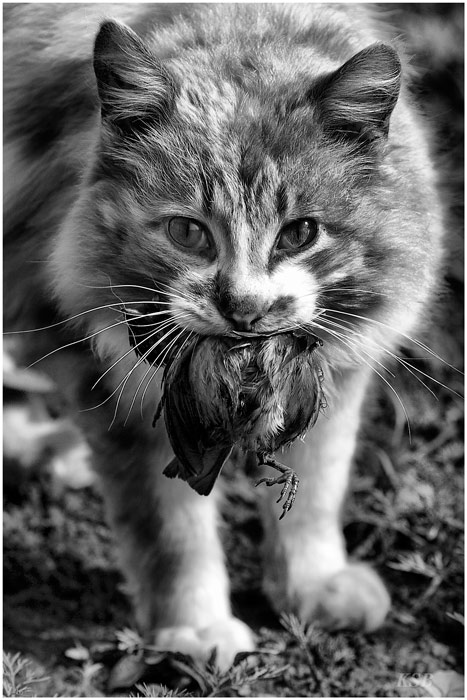 Котовторник на ЯПлакалъ