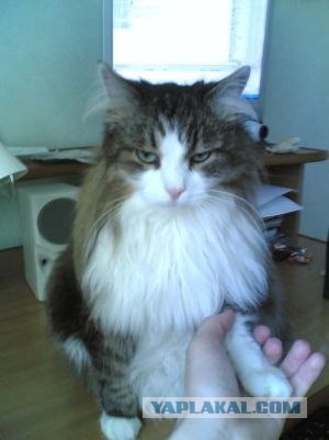 Как же можно про котовторник забыть?!