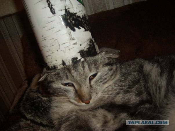 Котовторник. А как же?!