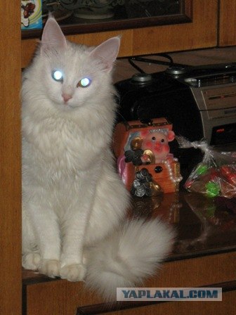 Сонный Котовторник
