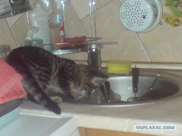 Котовторник (24. 01. 2012 )