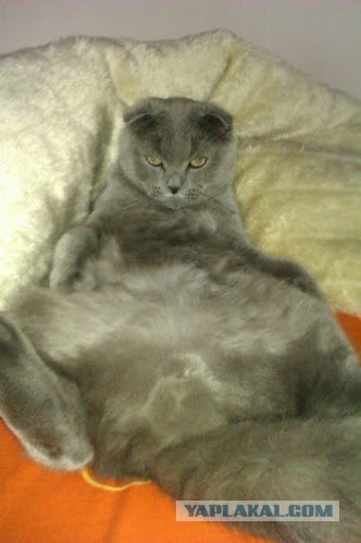 Котовторник 10.04.2012