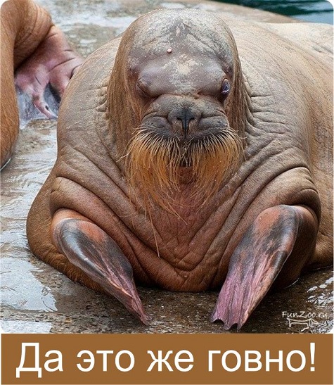 Коровья лепёха