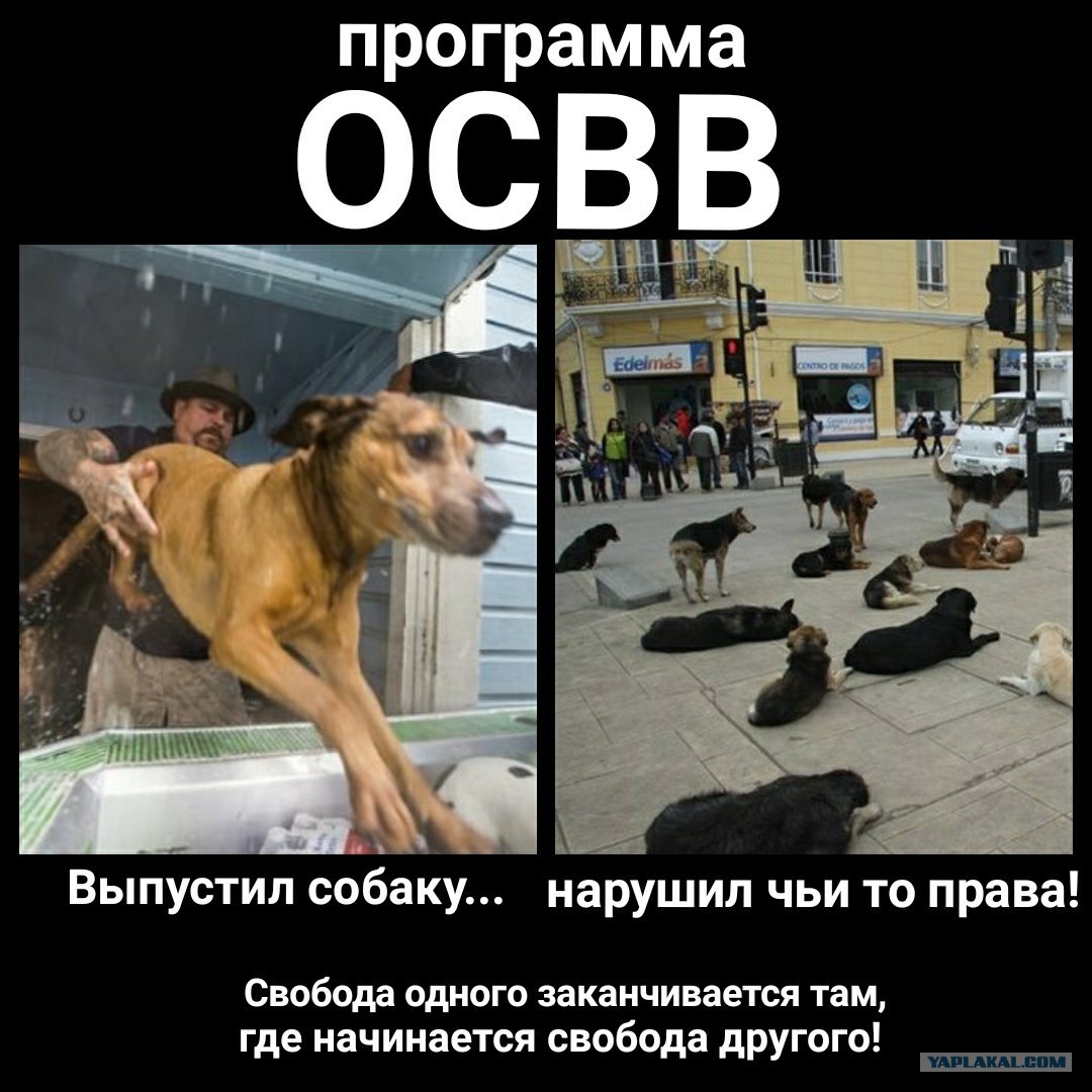 Отлов и содержание безнадзорных животных. Отлов стерилизация вакцинация возврат. Освв (отлов-стерилизация-вакцинация-возврат. Освв (отлов-стерилизация-вакцинация-возврат. Отлов стерилизация вакцинация возврат.