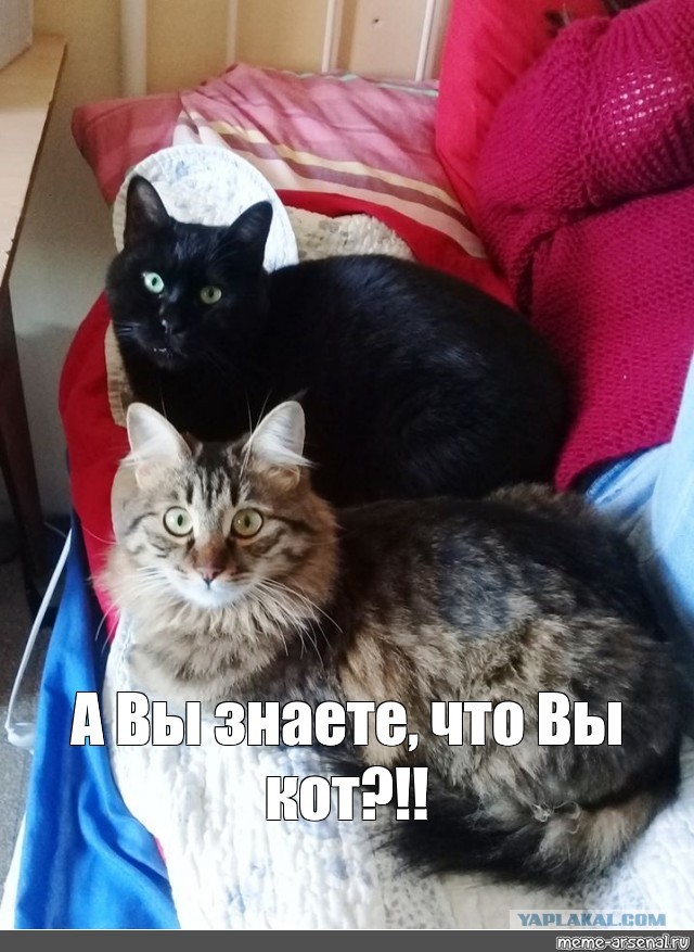 Нифинасебе! И другие выражения лиц